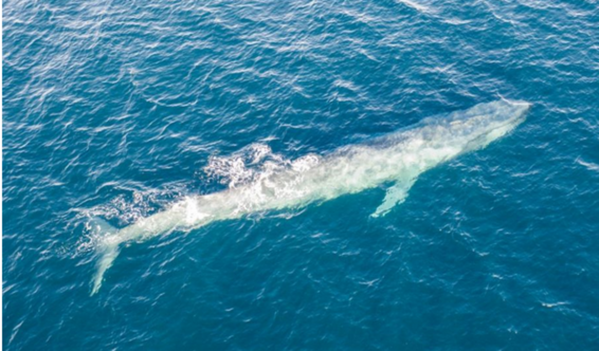 Nuclear bomb detectors uncover secret population of blue whales hiding